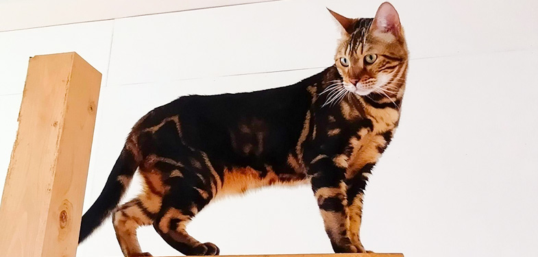 341/�I���t�N