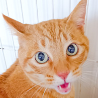 おかちゃん