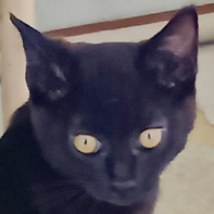 ブルー