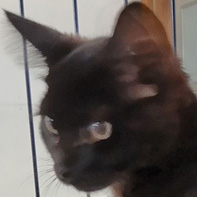 ブルー