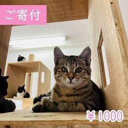 寄付1000円（商品無し）